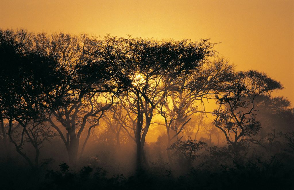 Kruger National Park, South Africa